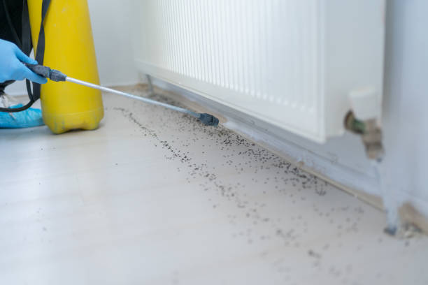 Best Mosquito Control Services  in Kronenwetter, WI